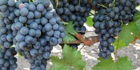 Koliko grozdova ostaviti na lozi